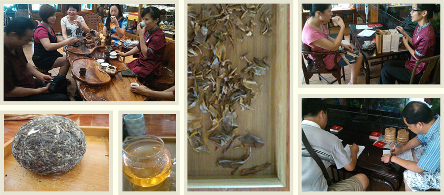 澜沧古茶南宁电信专营店春億品鉴会